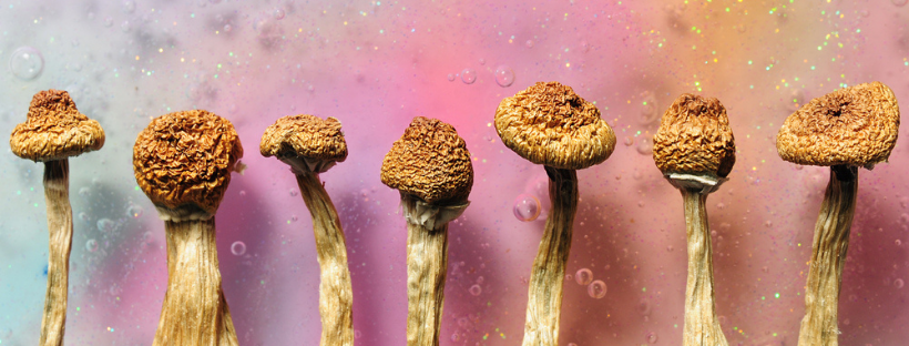 Chocolate Magic Mushroom Candy Chocolate Magic Mushroom Candy