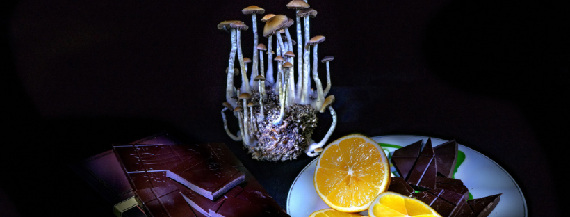 Delicious Chocolate Magic Mushroom Delicious Chocolate Magic Mushroom