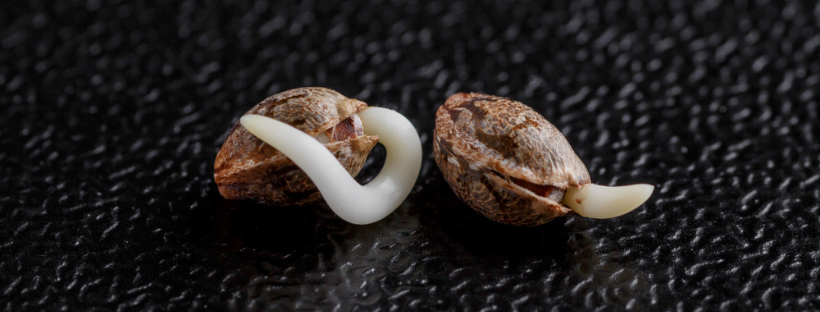 Each Seed Has a Different Phenotype