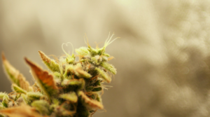 How Are New Cannabis Strains Created