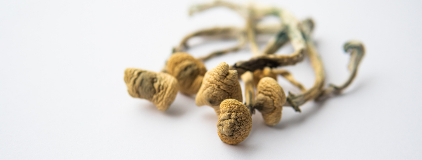 Taking the Magic Mushroom Experience up a Notch Taking the Magic Mushroom Experience up a Notch