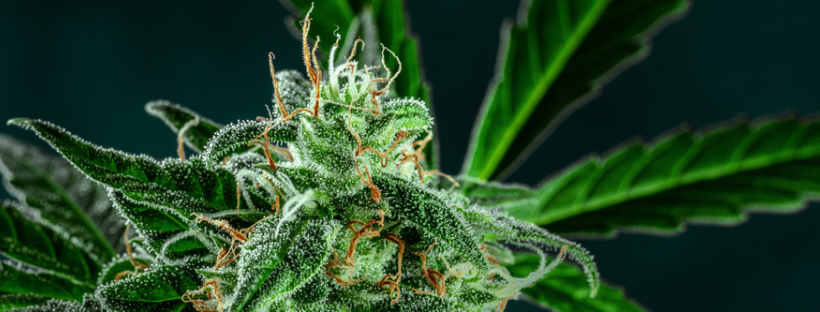 Some of the Research Supporting Marijuana for Arthritis