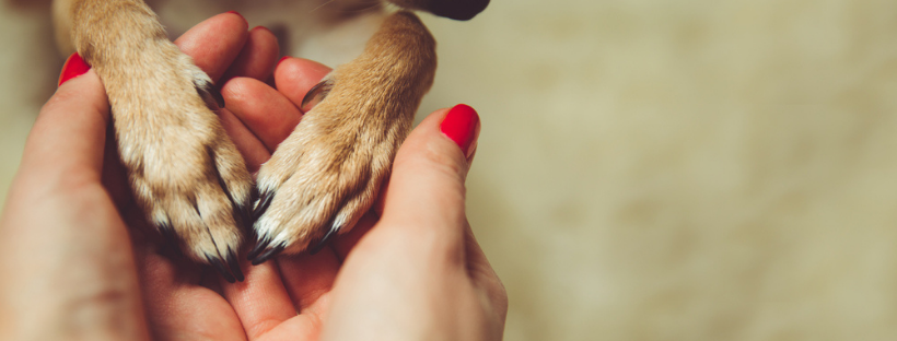 Spend Time With Your Pet Spend Time With Your Pet