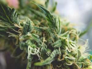 online weed in Canada