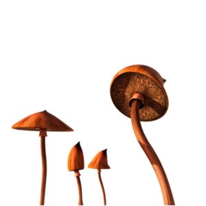 A Guide to Safely Taking Shrooms