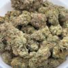 Gushers X Biscotti Bulk