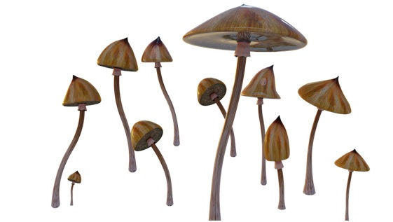 Legal Status of Magic Mushrooms in Canada 1 Magic Mushrooms in Canada