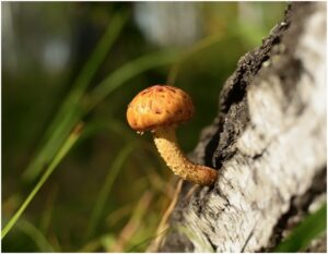 Golden Emperor Mushrooms