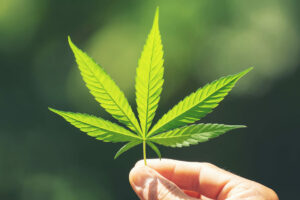 Online Weed Dispensary Canada