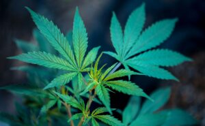 How Weed Can Help with Mental Health Issues? 9 weed plant