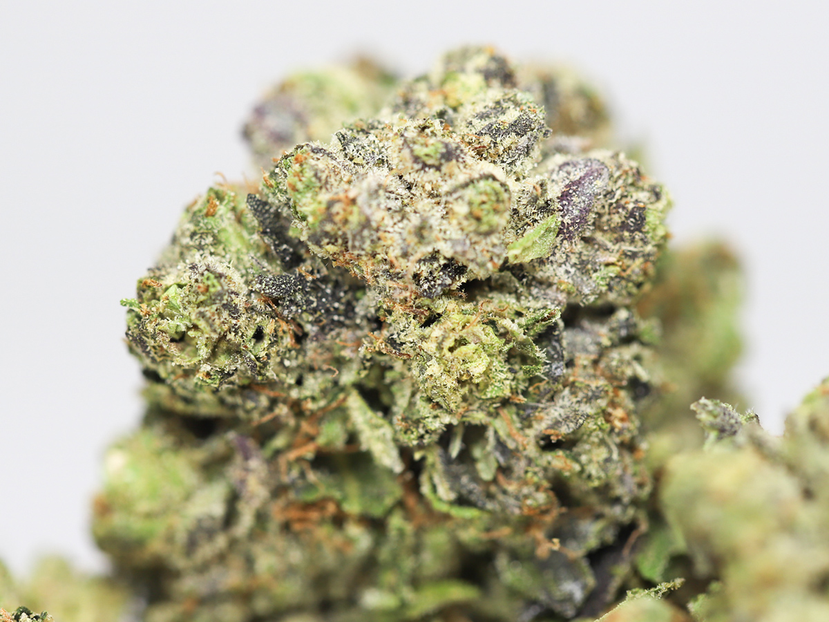 AA KING KUSH CLOSE UP.jpg AA KING KUSH CLOSE UP.jpg