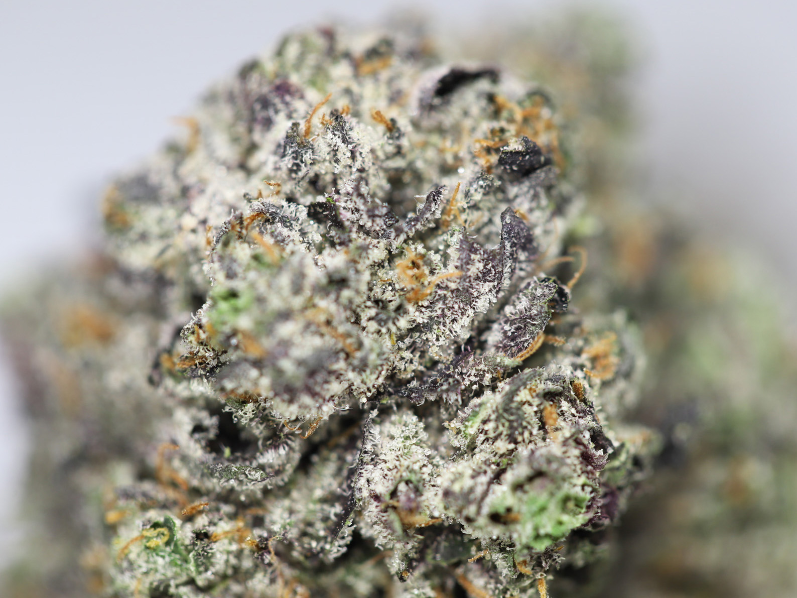 AA MK ULTRA CLOSEUP.jpg AA MK ULTRA CLOSEUP.jpg