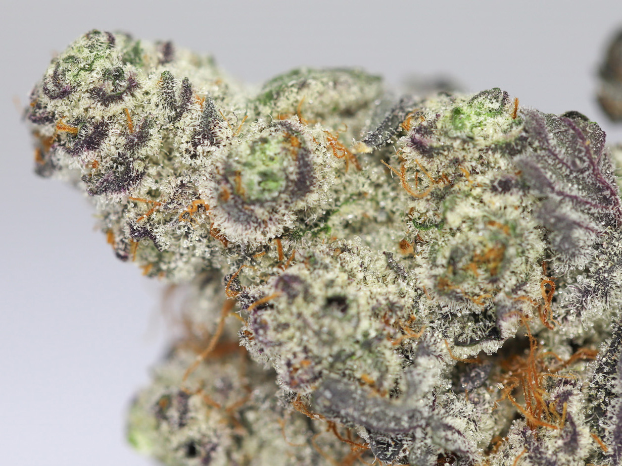 AA PURPLE DREAM CLOSEUP.jpg AA PURPLE DREAM CLOSEUP.jpg