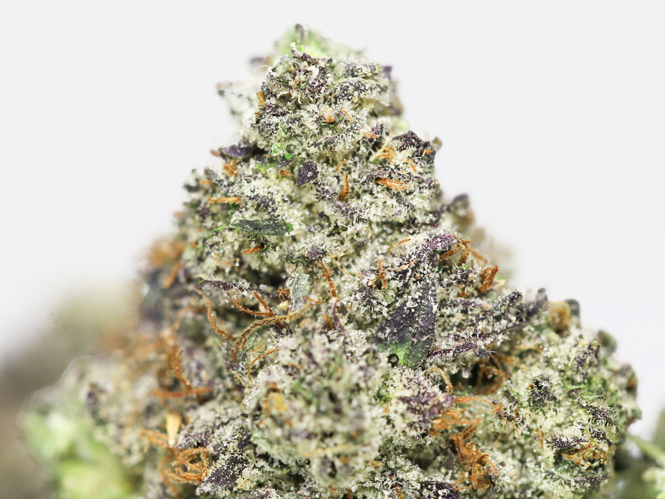 AAA GIRL SCOUT COOKIES 2 CLOSEUP.jpg AAA GIRL SCOUT COOKIES 2 CLOSEUP.jpg