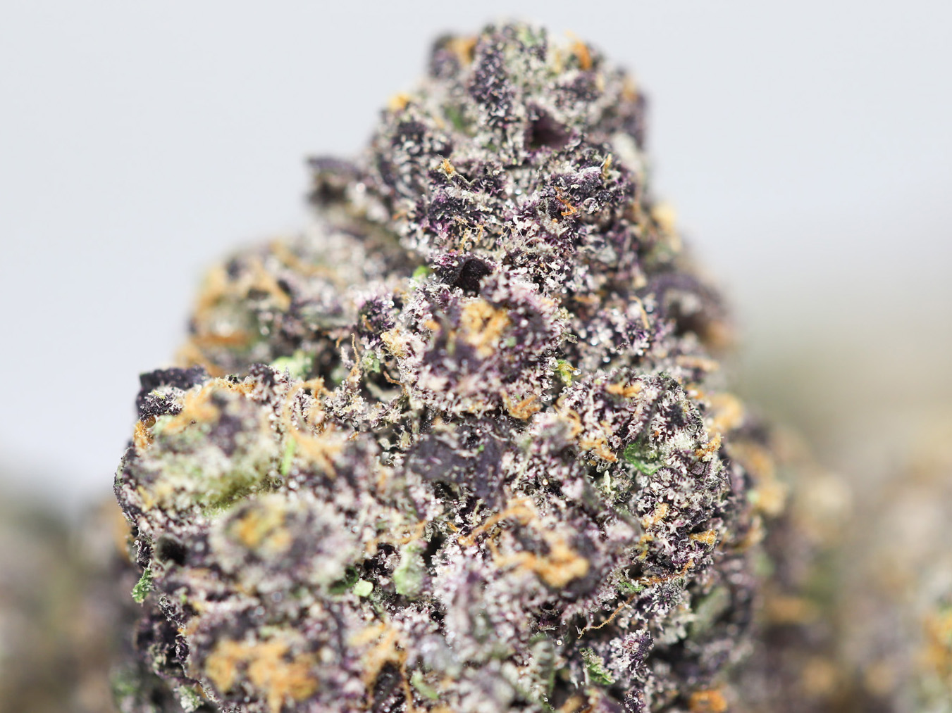 AAA GRAPE CRUSH CLOSE UP.jpg AAA GRAPE CRUSH CLOSE UP.jpg