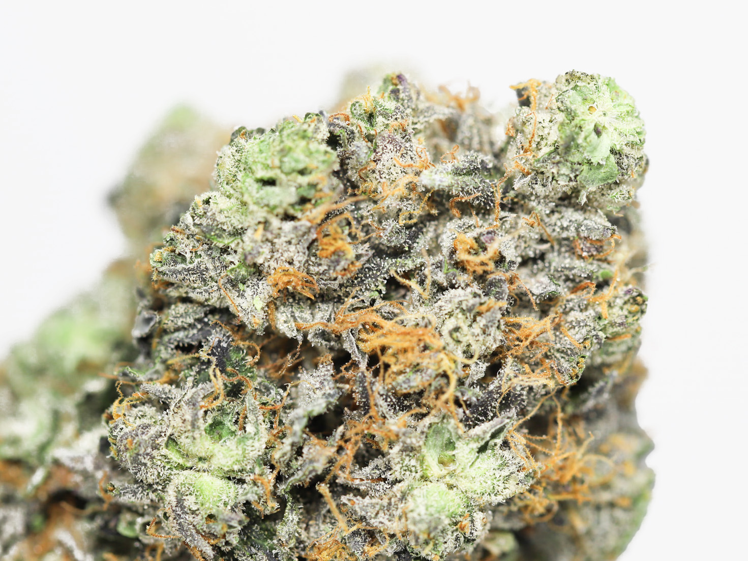 AAA SKYWALKER OG CLOSEUP.jpg AAA SKYWALKER OG CLOSEUP.jpg