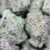 AAA+ Small Buds - Purple Mac 2 AAA SMALL BUDS PURPLE MAC CLOSEUP.jpg