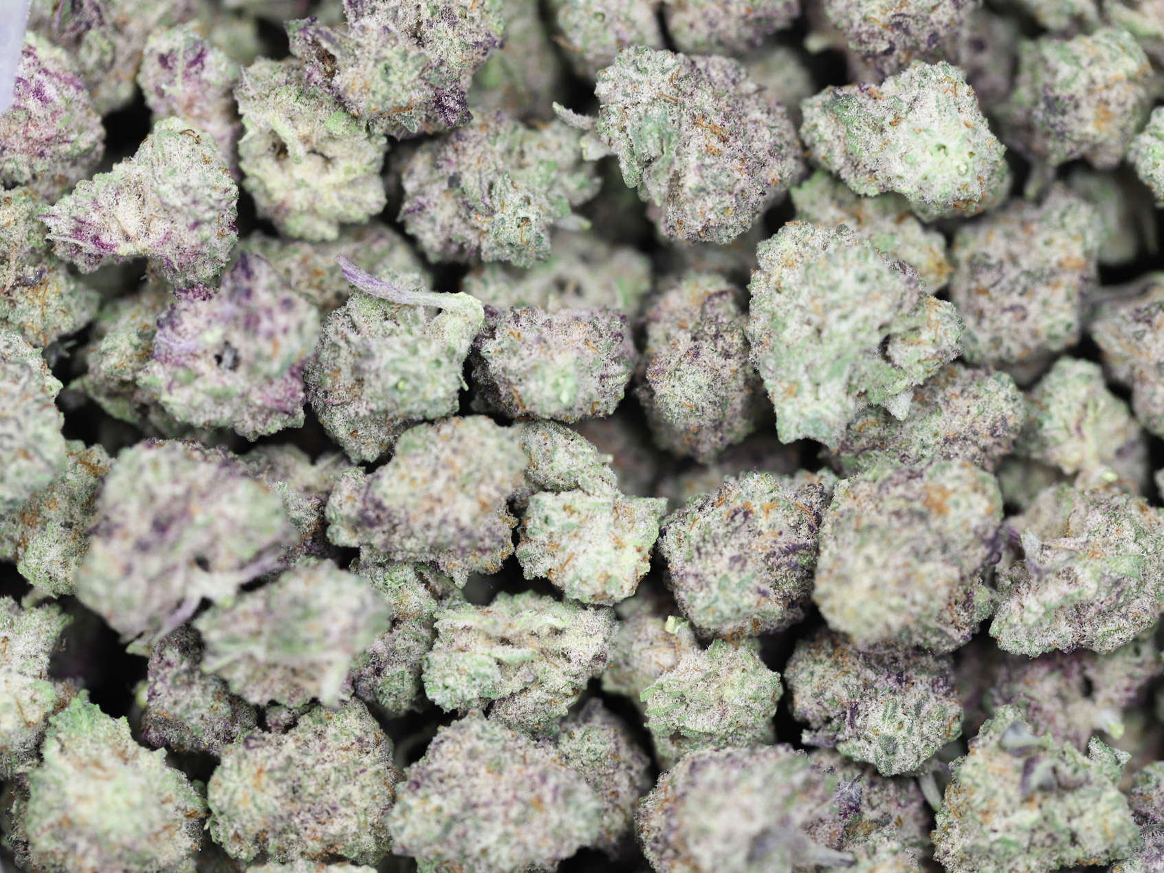 AAA SMALL BUDS PURPLE MAC NEW.jpg AAA SMALL BUDS PURPLE MAC NEW.jpg