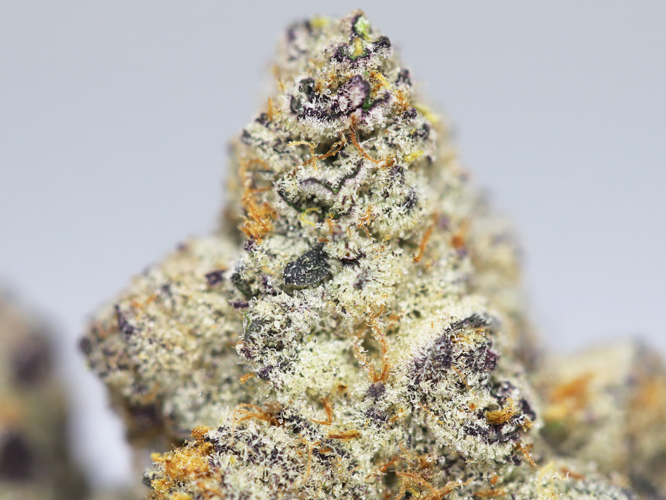 AAA SNOWCONE CLOSEUP.jpg AAA SNOWCONE CLOSEUP.jpg
