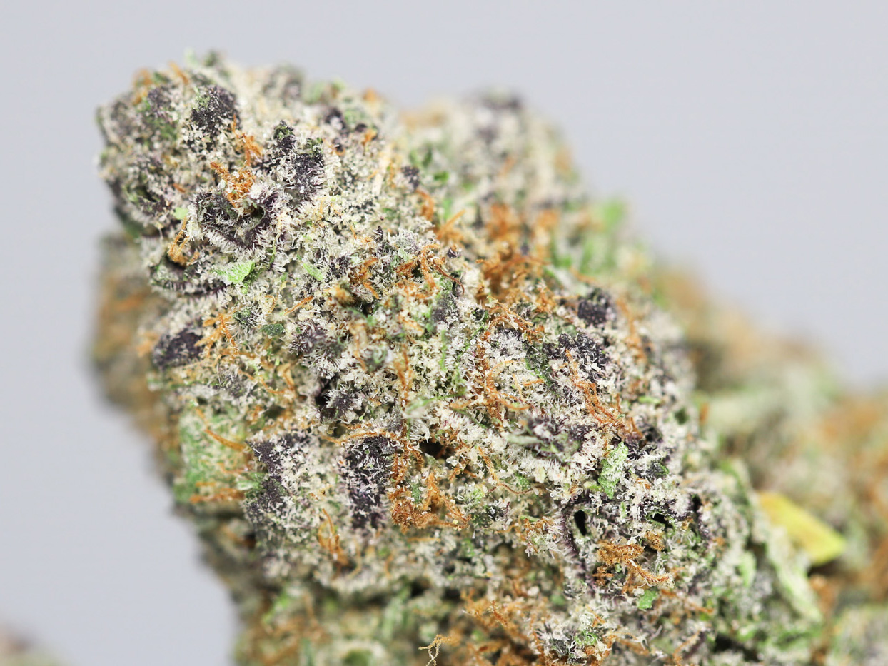 AAA TROPIC THUNDER CLOSEUP.jpg AAA TROPIC THUNDER CLOSEUP.jpg