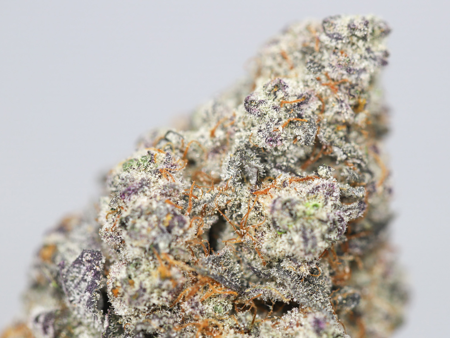 AAAA DRAGON S BREATH CLOSEUP.jpg AAAA DRAGON S BREATH CLOSEUP.jpg