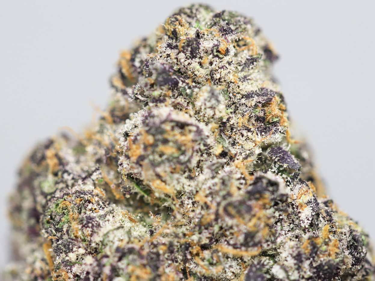 AAAA GELATO RUNTZ CLOSEUP.jpg AAAA GELATO RUNTZ CLOSEUP.jpg