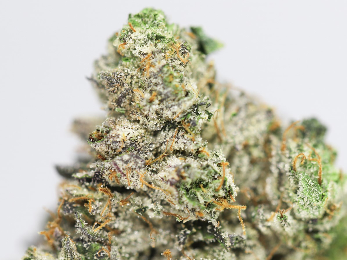 ABOMINABLE SNOWMAN AAA CLOSE UP 1.jpg ABOMINABLE SNOWMAN AAA CLOSE UP 1.jpg