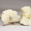 ALBINO A RESTOCK.jpg