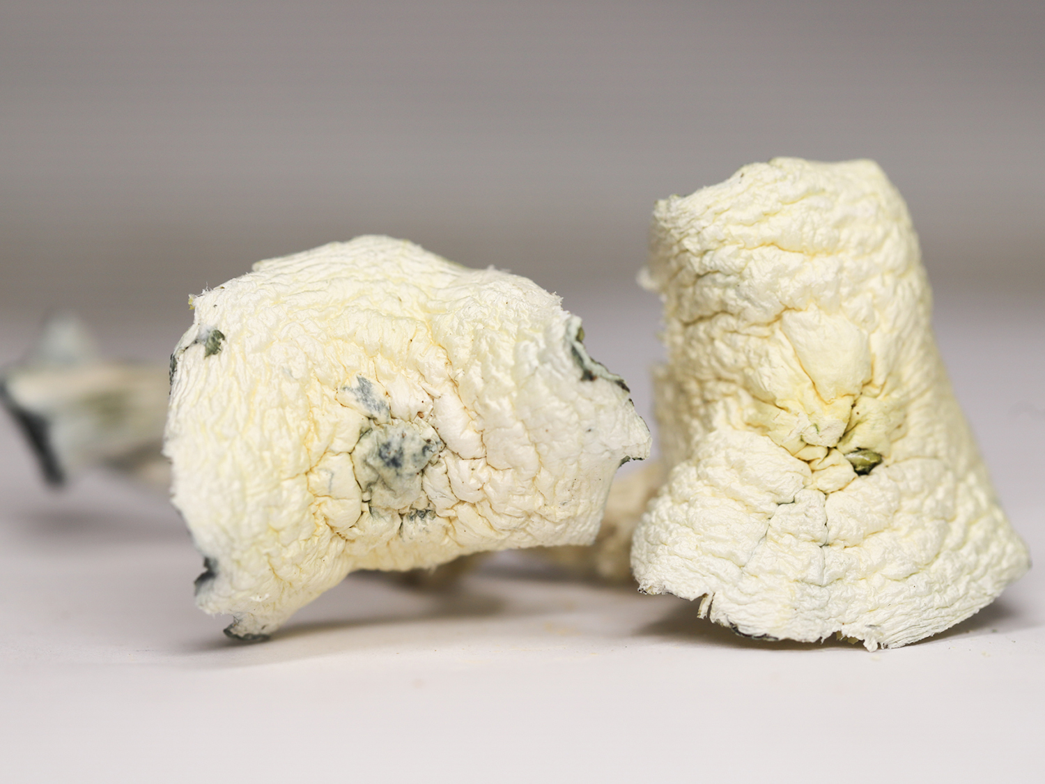 ALBINO A RESTOCK.jpg ALBINO A RESTOCK.jpg