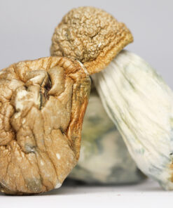 AMAZONIAN SHROOMS RESTOCK.jpg