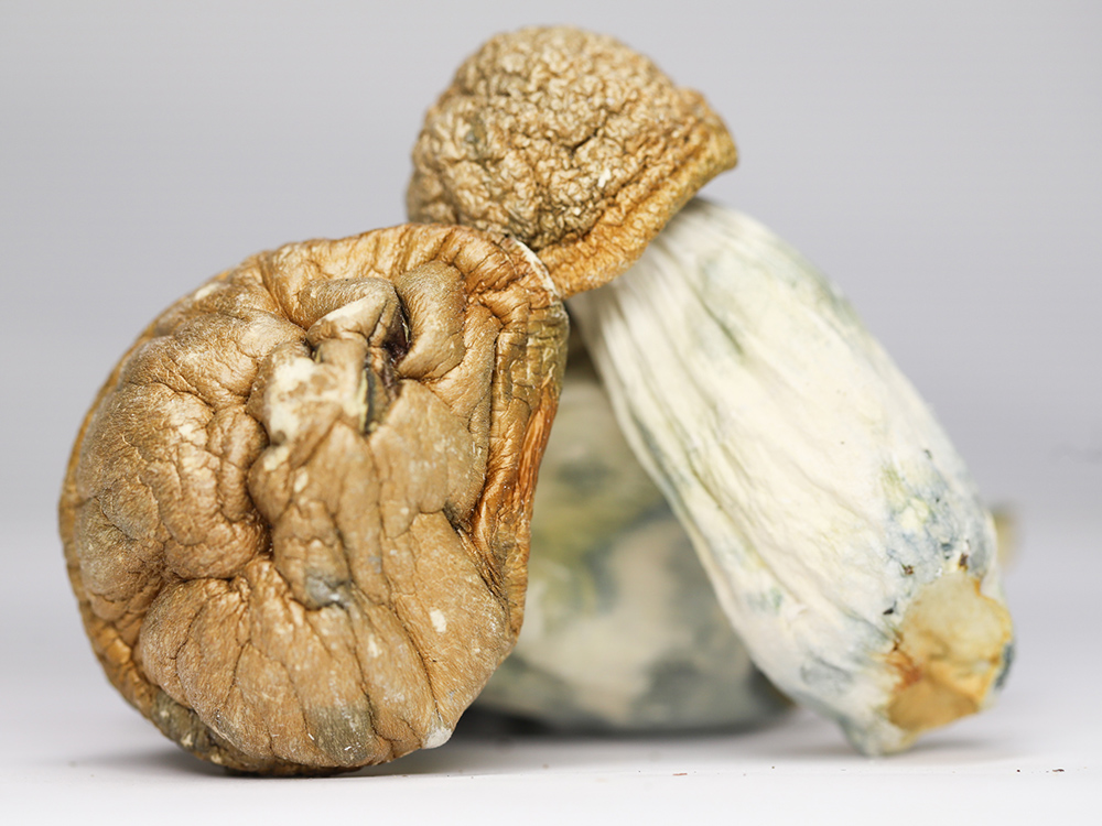 AMAZONIAN SHROOMS RESTOCK.jpg AMAZONIAN SHROOMS RESTOCK.jpg