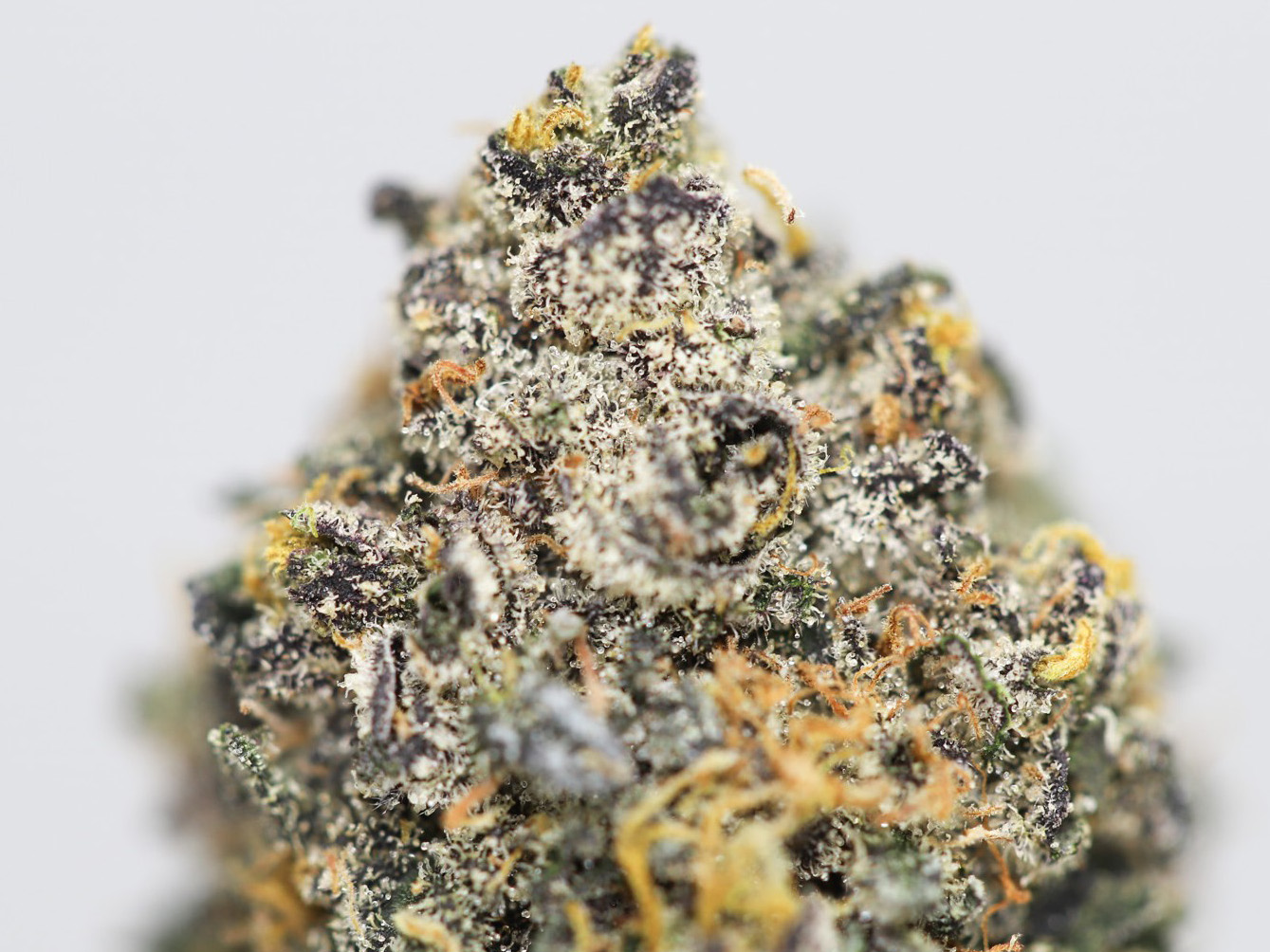 Acai Berry gelato AA close up 1.jpg Acai Berry gelato AA close up 1.jpg