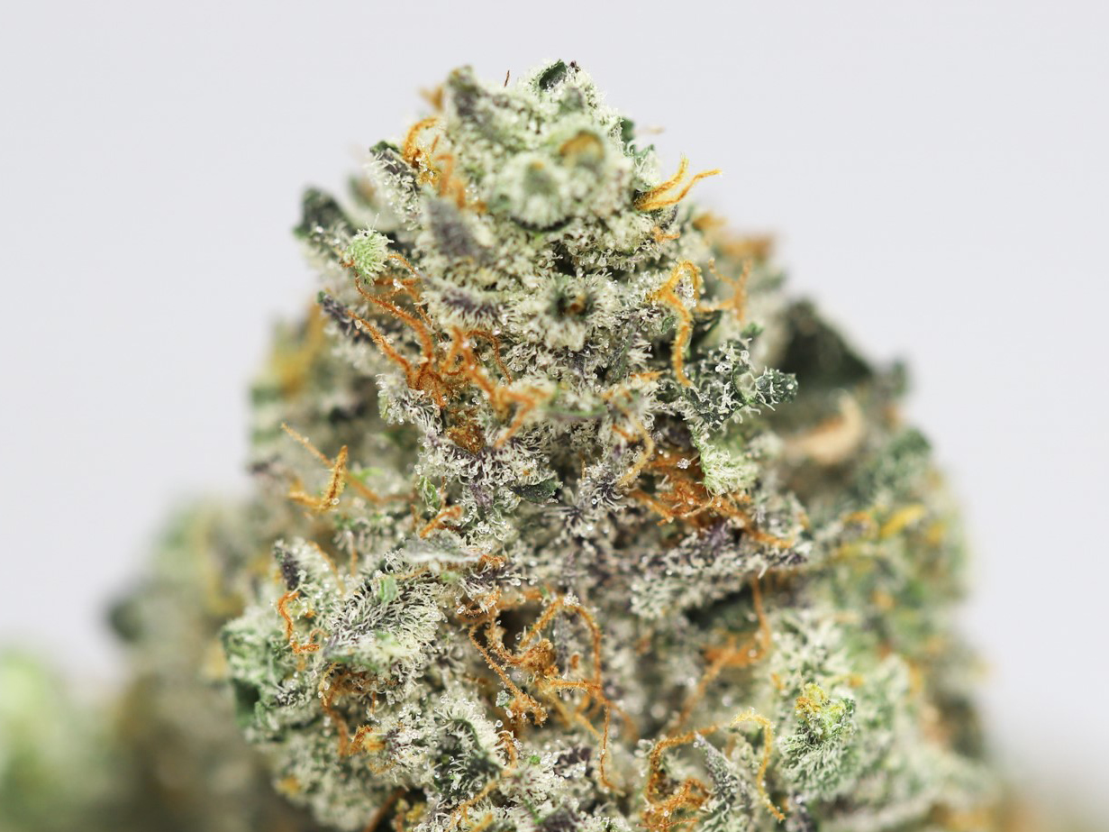 BANANA DREAM AAA CLOSE UP 1.jpg BANANA DREAM AAA CLOSE UP 1.jpg