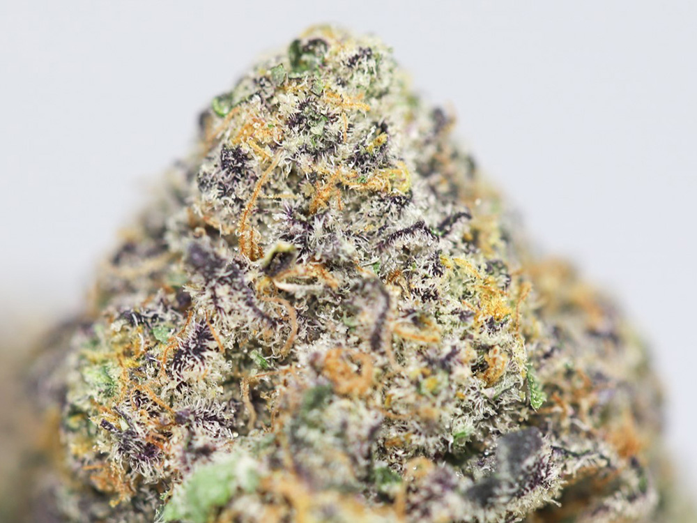 BERRY JANE AAAA CLOSE UP 3.jpg BERRY JANE AAAA CLOSE UP 3.jpg