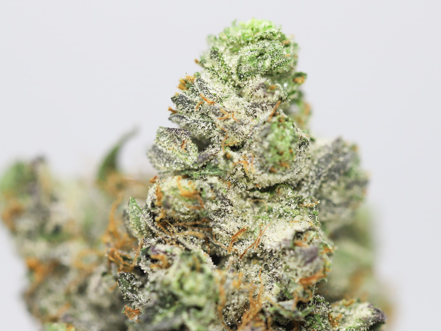 BLACK BUBBA AAA CLOSE UP.jpg BLACK BUBBA AAA CLOSE UP.jpg