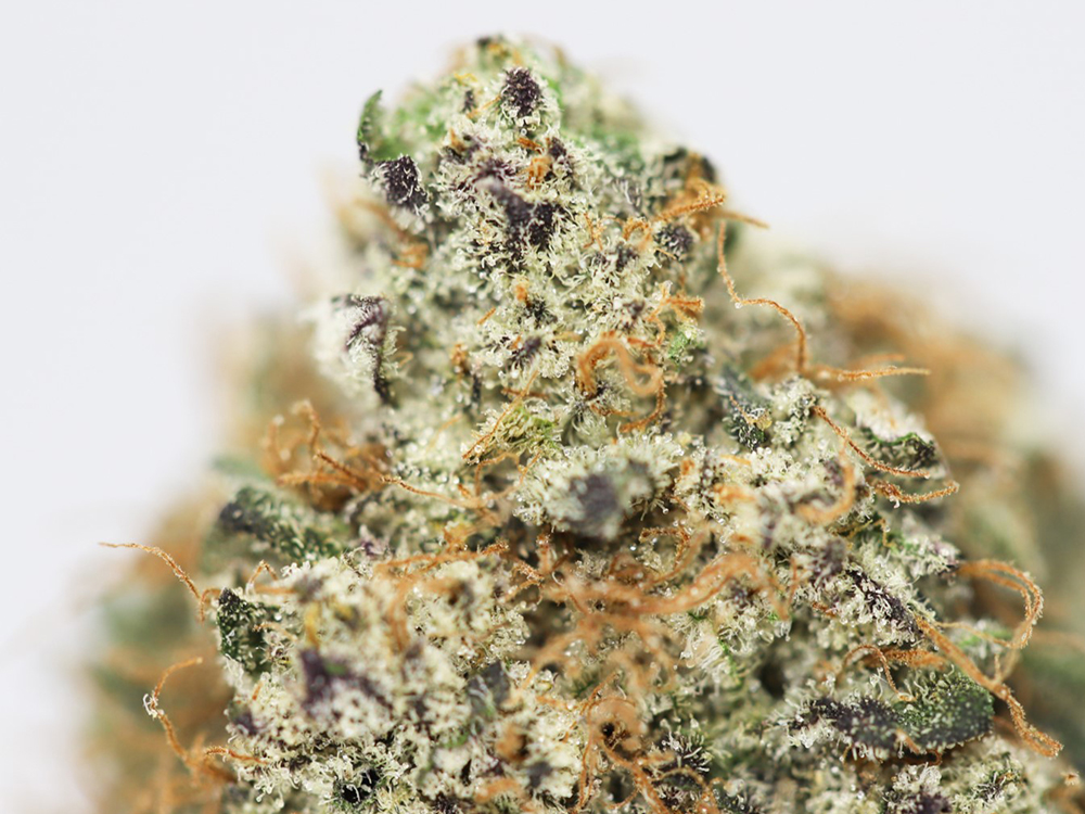 BLACK WIDOW AAA CLOSE UP.jpg BLACK WIDOW AAA CLOSE UP.jpg