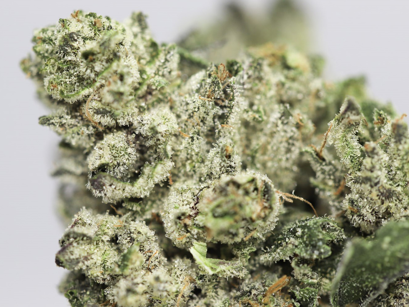BLACKBERRY AA CLOSE UP 4.jpg BLACKBERRY AA CLOSE UP 4.jpg