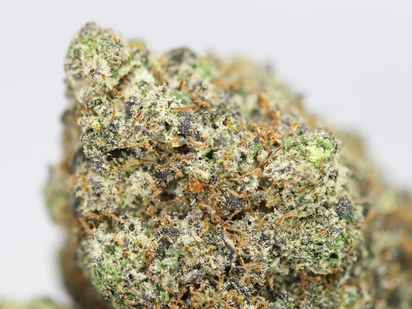 BLUE COOKIES AAA CLOSE UP.jpg BLUE COOKIES AAA CLOSE UP.jpg