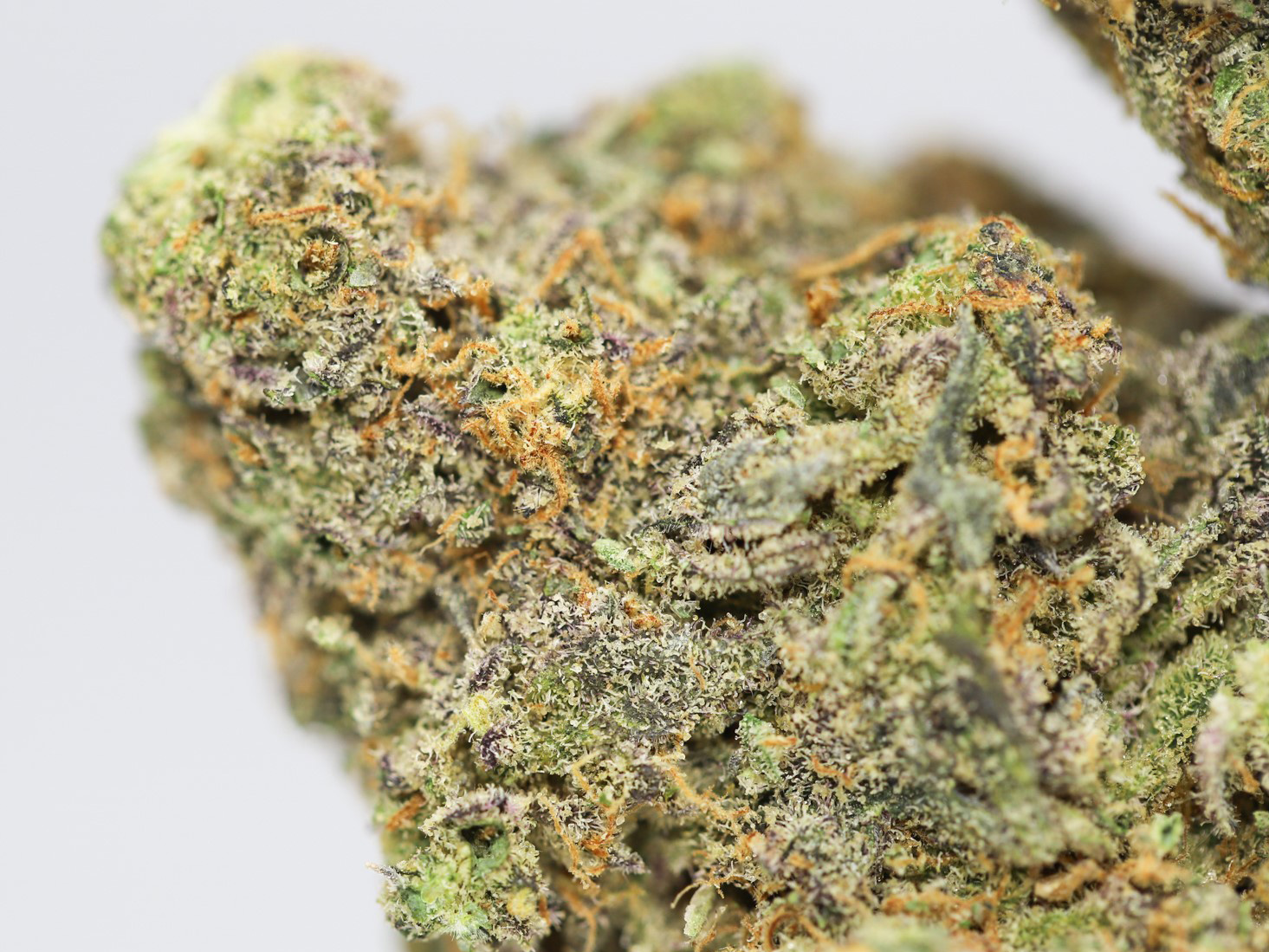 BLUE DREAM AA CLOSE UP 2.jpg BLUE DREAM AA CLOSE UP 2.jpg