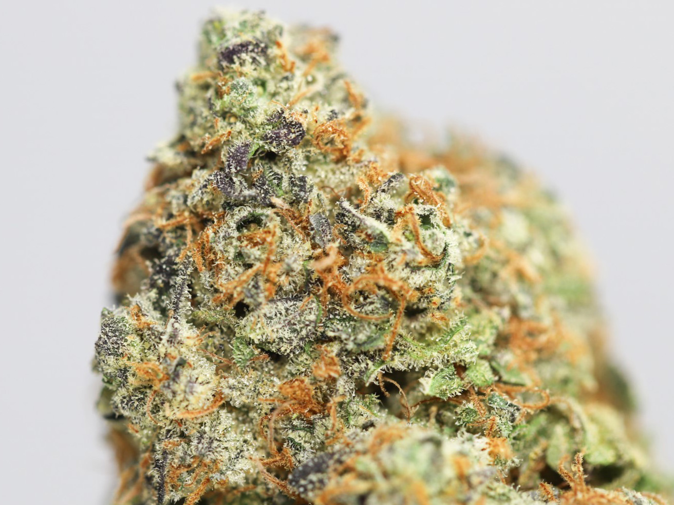 BLUEBERRY NUKEN AA CLOSE UP.jpg BLUEBERRY NUKEN AA CLOSE UP.jpg