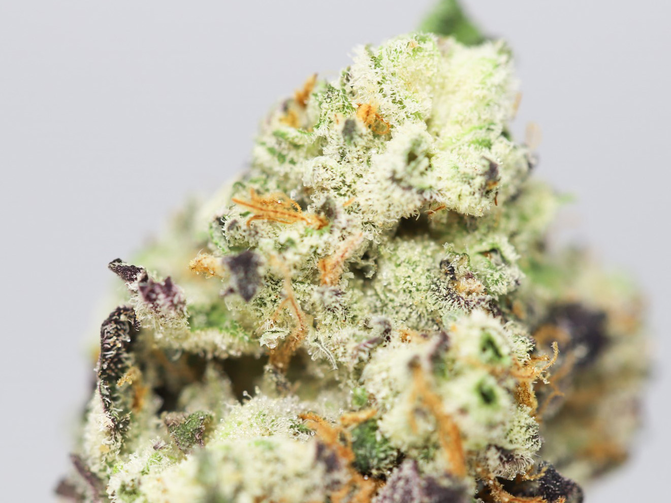 BLUEBERRY PUNCH AA CLOSE UP 1.jpg BLUEBERRY PUNCH AA CLOSE UP 1.jpg