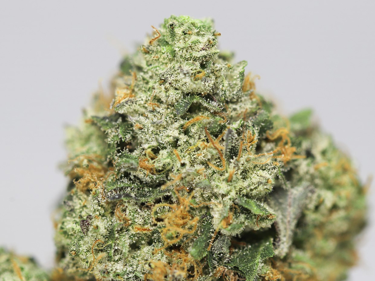 BUBBA OG AA CLOSE UP copy.jpg BUBBA OG AA CLOSE UP copy.jpg