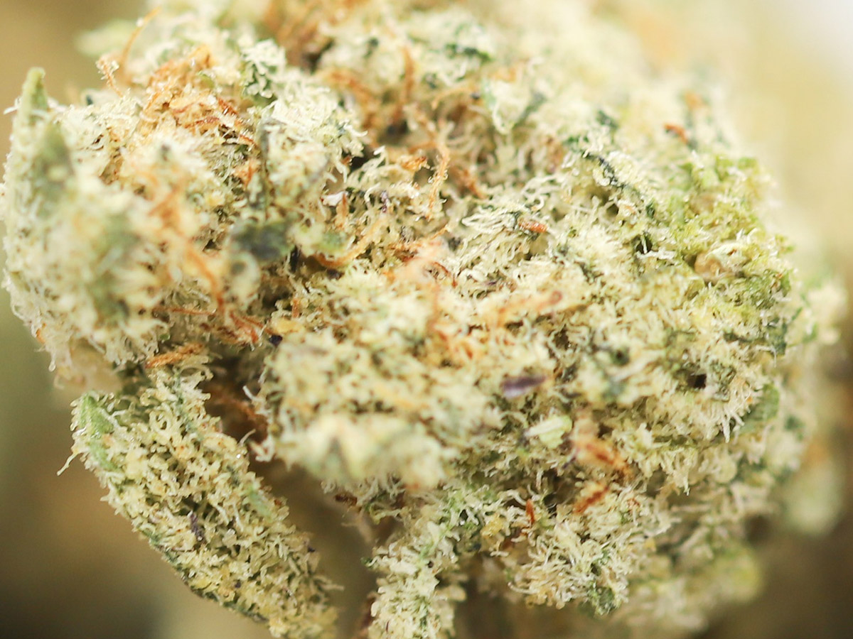 BUDGET MIXED SMALL BUDS QP CLOSE UP.jpg BUDGET MIXED SMALL BUDS QP CLOSE UP.jpg