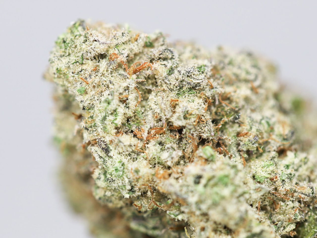 Bruce Banner 3 AAAA restock 5.jpg Bruce Banner 3 AAAA restock 5.jpg
