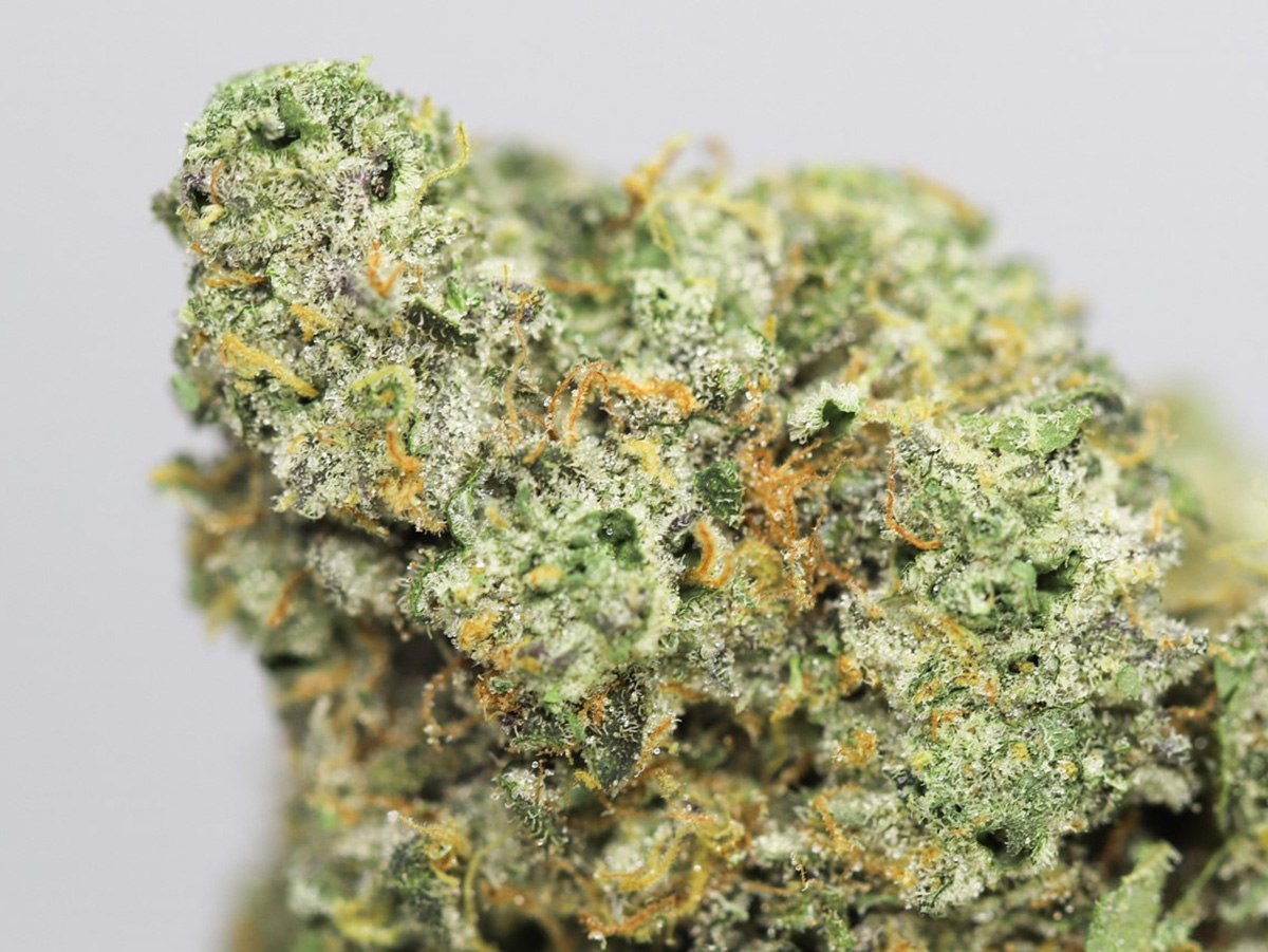 CANDYLAND AAAA CLOSE UP.jpg CANDYLAND AAAA CLOSE UP.jpg