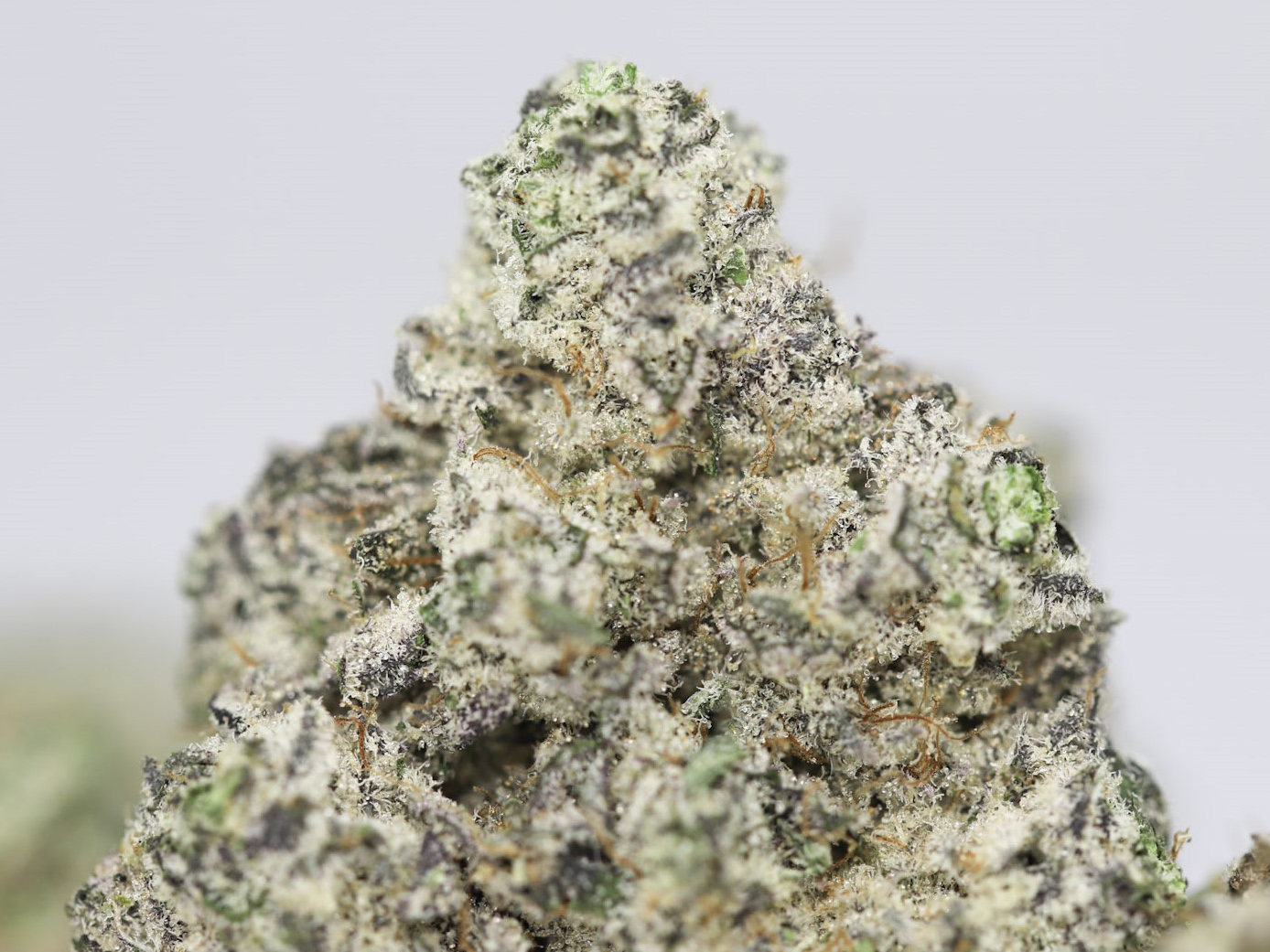 CANDYLAND COOKIES AAAA CLOSE UP 1.jpg CANDYLAND COOKIES AAAA CLOSE UP 1.jpg