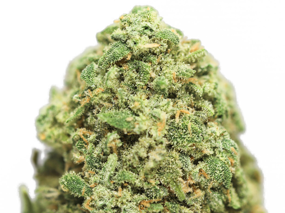 CANNALOPE HAZE CLOSE UP 1.jpg CANNALOPE HAZE CLOSE UP 1.jpg