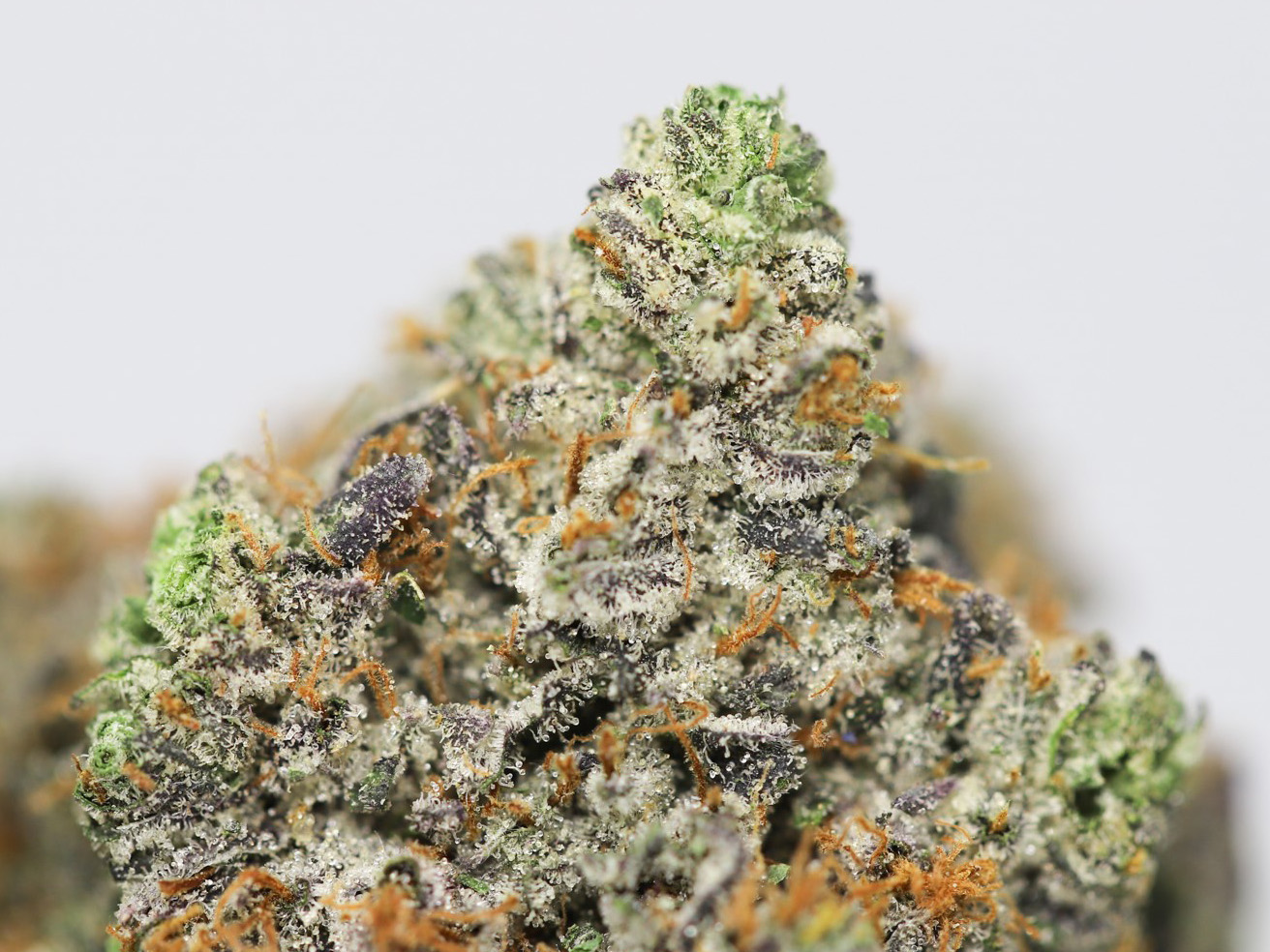 CASINO KUSH AAAA CLOSE UP 1.jpg CASINO KUSH AAAA CLOSE UP 1.jpg