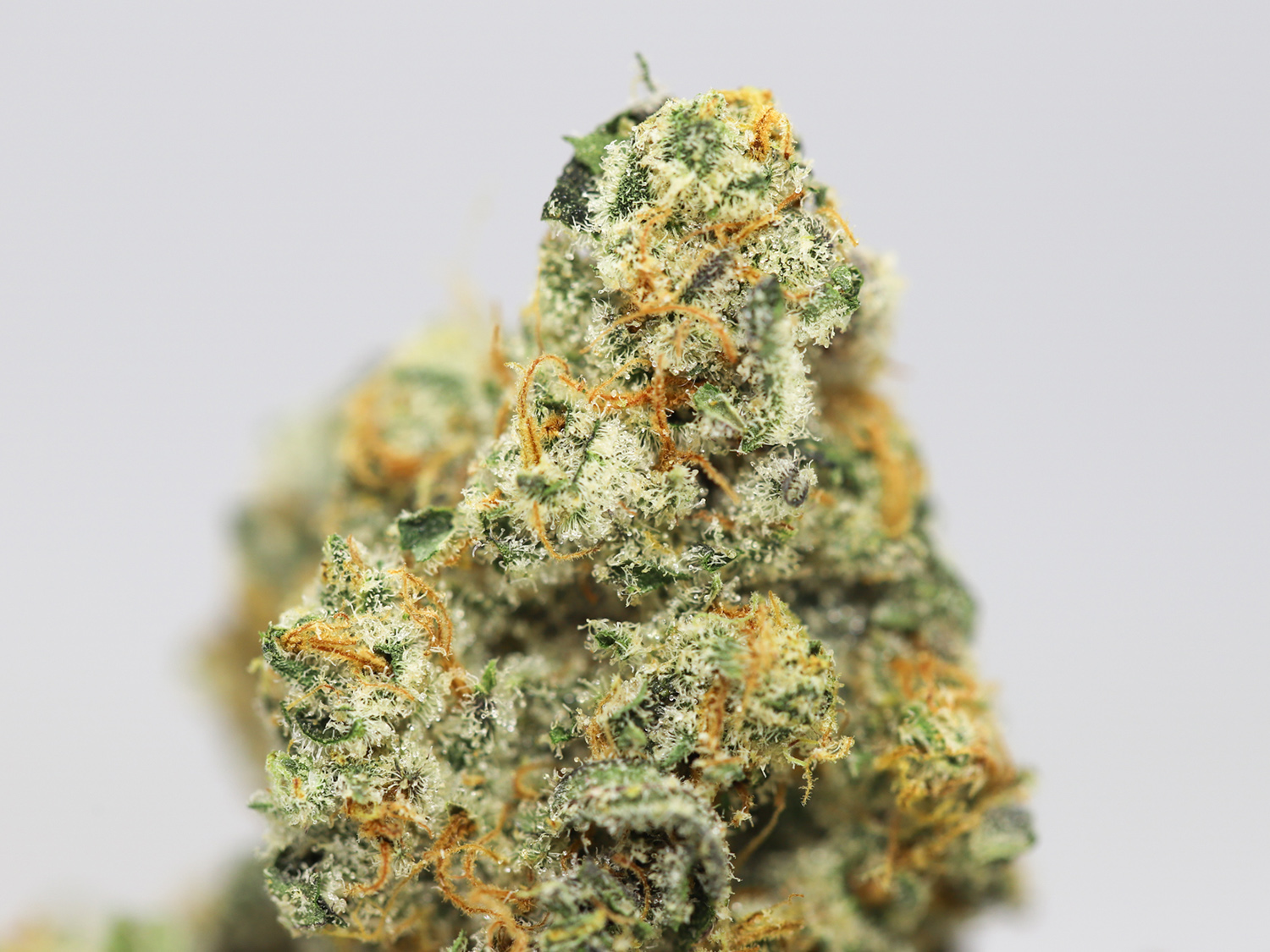 CHEESE N CHONG AAAA RESTOCK.jpg CHEESE N CHONG AAAA RESTOCK.jpg