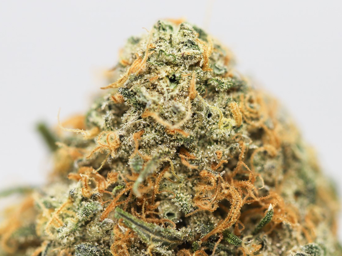 CHERRY BOMB CLOSE UP.jpg CHERRY BOMB CLOSE UP.jpg